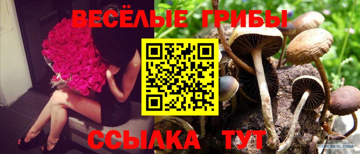 продажа наркотиков  Псилоцибиновые грибы Psilocybine cubensis  Псилоцибиновые грибы Psilocybine cubensis  Вход с VPN  Кулебаки 